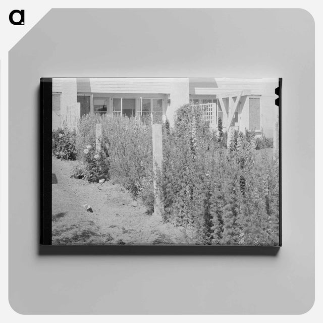 アートパネル-Arizona Apartment Backyard
 - ラッセル リー Canvas.