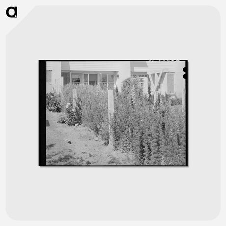 アートポストカード-Arizona Apartment Backyard
 - ラッセル リー Postcard.