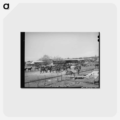 アートポストカード-Mules in Sale Lot
 - ラッセル リー Postcard.