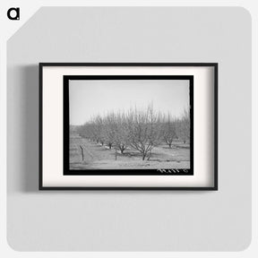 アートポスター-Irrigated Orchard
 - ラッセル リー Poster.