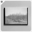 アートパネル-Irrigated Orchard
 - ラッセル リー Canvas.