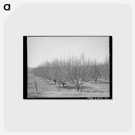 アートポストカード-Irrigated Orchard
 - ラッセル リー Postcard.