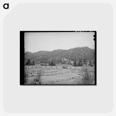 アートポストカード-Haying in Garden Valley
 - ラッセル リー Postcard.