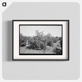 アートポスター-Orange Trees, Maricopa County
 - ラッセル リー Poster.