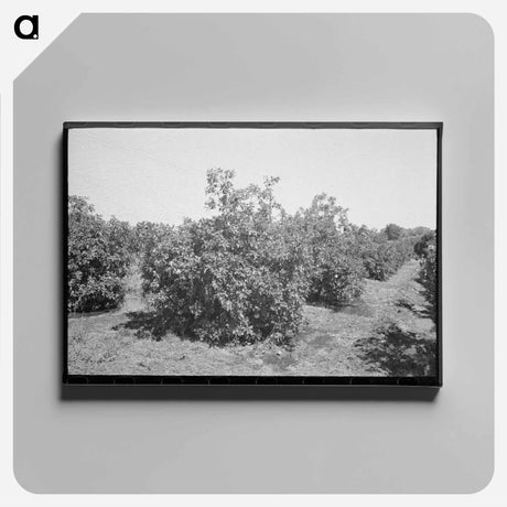 アートパネル-Orange Trees, Maricopa County
 - ラッセル リー Canvas.