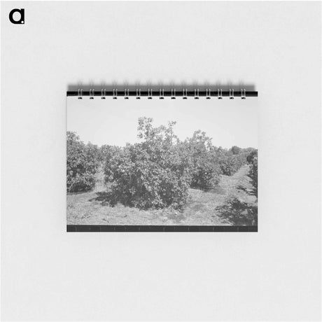 アートメモ帳-Orange Trees, Maricopa County
 - ラッセル リー Memo.