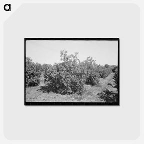 アートポストカード-Orange Trees, Maricopa County
 - ラッセル リー Postcard.