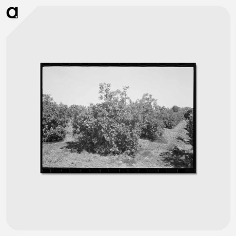 アートポストカード-Orange Trees, Maricopa County
 - ラッセル リー Postcard.