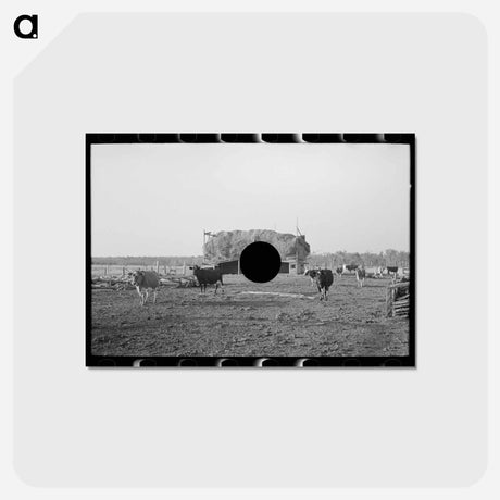 アートポストカード-Herd of Cattle, Little Fork
 - ラッセル リー Postcard.