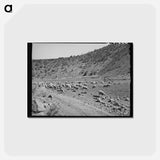 アートポストカード-Sheep on the Range
 - ラッセル リー Postcard.