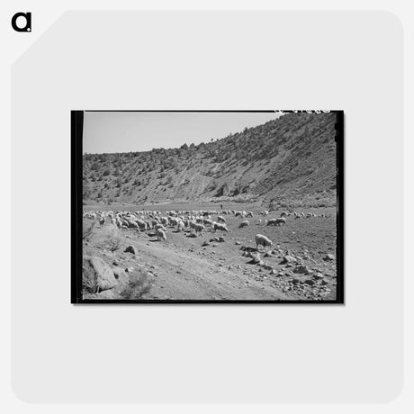 アートポストカード-Sheep on the Range
 - ラッセル リー Postcard.