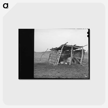アートポストカード-Cowshed on Oklahoma Farm
 - ラッセル リー Postcard.
