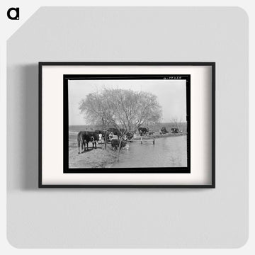 Cattle at Water Hole
 - ラッセル リー Poster.