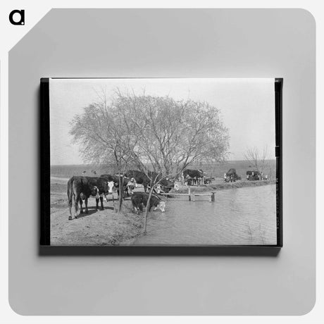 アートパネル-Cattle at Water Hole
 - ラッセル リー Canvas.