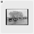 アートポストカード-Cattle at Water Hole
 - ラッセル リー Postcard.