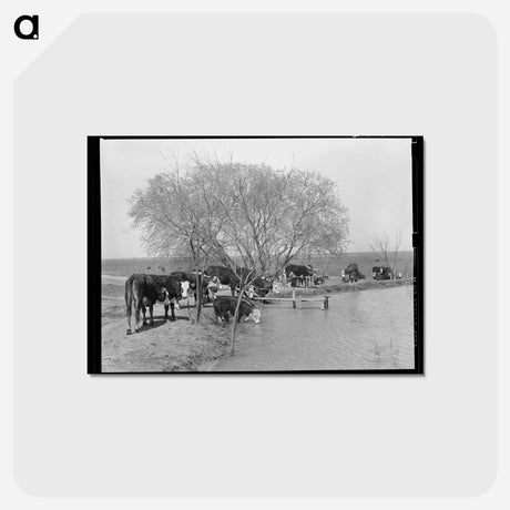 アートポストカード-Cattle at Water Hole
 - ラッセル リー Postcard.
