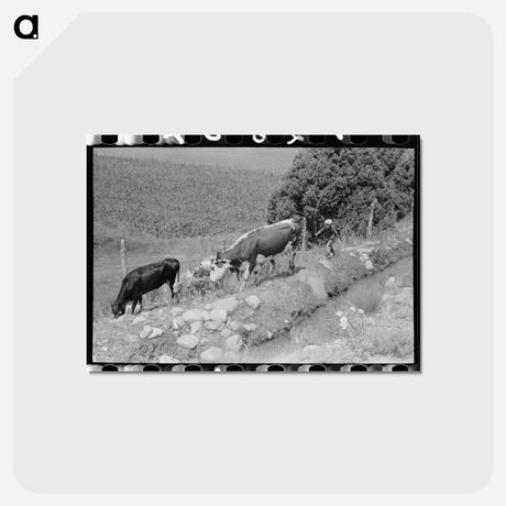アートポストカード-Child Tending Cows, Penasco
 - ラッセル リー Postcard.