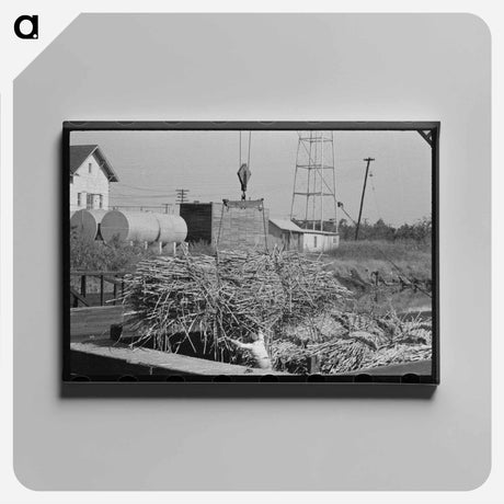 アートパネル-Loading Sugarcane, Louisiana
 - ラッセル リー Canvas.