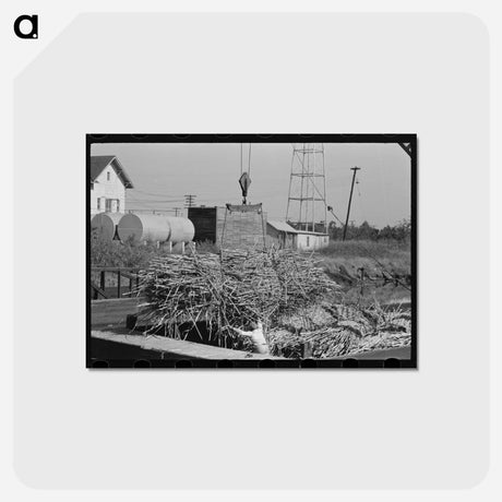 アートポストカード-Loading Sugarcane, Louisiana
 - ラッセル リー Postcard.