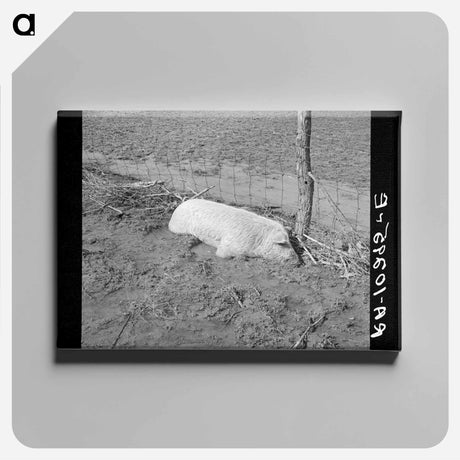 アートパネル-Hog Drowned in the Flood
 - ラッセル リー Canvas.