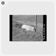 アートポストカード-Hog Drowned in the Flood
 - ラッセル リー Postcard.
