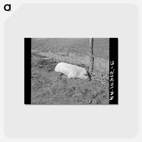 アートポストカード-Hog Drowned in the Flood
 - ラッセル リー Postcard.