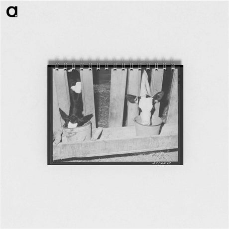 アートメモ帳-Calves at the Feed Trough
 - ラッセル リー Memo.