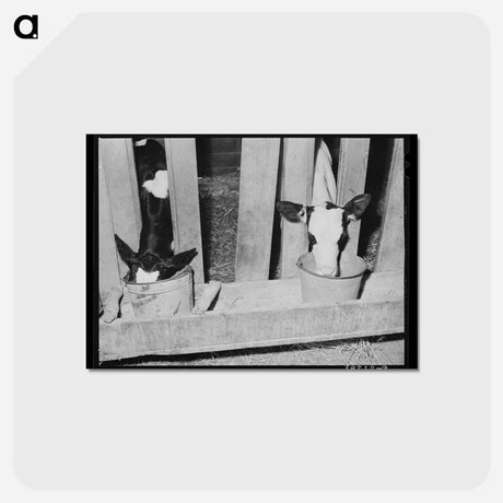 アートポストカード-Calves at the Feed Trough
 - ラッセル リー Postcard.