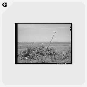 アートポストカード-Vale-Owyhee Brush Pile
 - ラッセル リー Postcard.