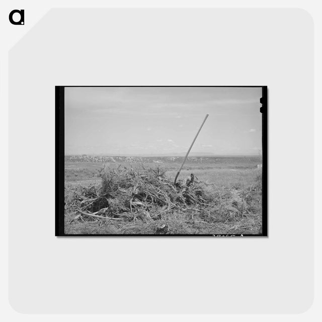 アートポストカード-Vale-Owyhee Brush Pile
 - ラッセル リー Postcard.