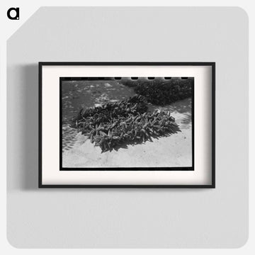 Chili Drying, Isletta
 - ラッセル リー Poster.