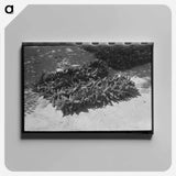 アートパネル-Chili Drying, Isletta
 - ラッセル リー Canvas.