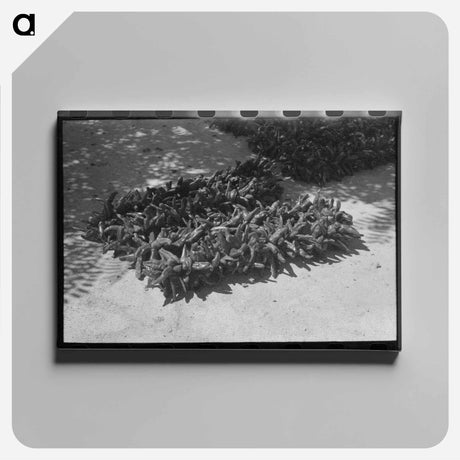 アートパネル-Chili Drying, Isletta
 - ラッセル リー Canvas.