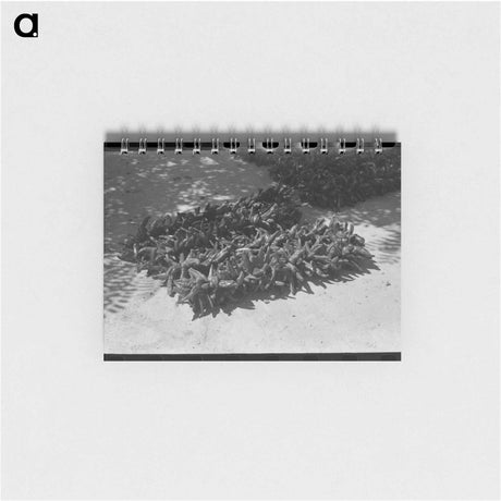 アートメモ帳-Chili Drying, Isletta
 - ラッセル リー Memo.
