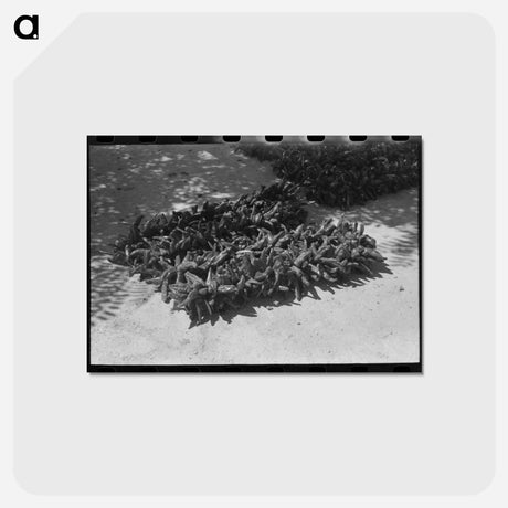 アートポストカード-Chili Drying, Isletta
 - ラッセル リー Postcard.