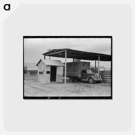 アートポストカード-Scales and Truckload of Peanut Hay
 - ラッセル リー Postcard.