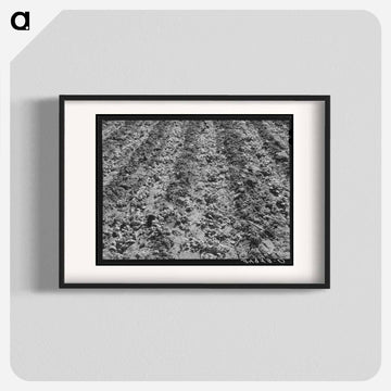 Young Spinach
 - ラッセル リー Poster.