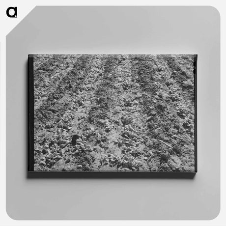 アートパネル-Young Spinach
 - ラッセル リー Canvas.