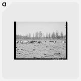 アートポストカード-Tillamook Marsh
 - ラッセル リー Postcard.