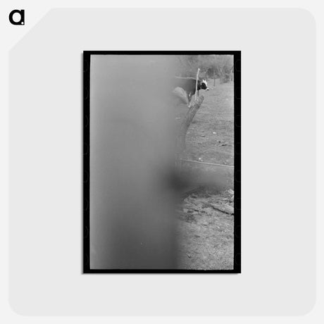アートポストカード-Migrant Child at Fence
 - ラッセル リー Postcard.