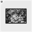 アートポストカード-Cabbages and Leaves
 - ラッセル リー Postcard.