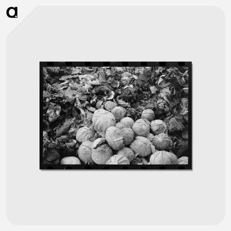 アートポストカード-Cabbages and Leaves
 - ラッセル リー Postcard.