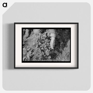 Picking Strawberries in Ponchatoula
 - ラッセル リー Poster.