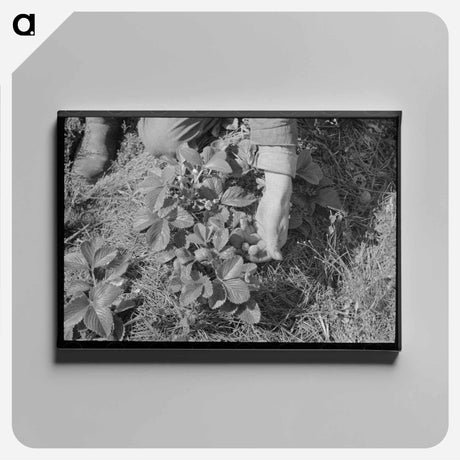 アートパネル-Picking Strawberries in Ponchatoula
 - ラッセル リー Canvas.