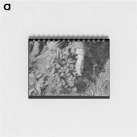 アートメモ帳-Picking Strawberries in Ponchatoula
 - ラッセル リー Memo.