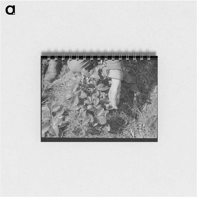 アートメモ帳-Picking Strawberries in Ponchatoula
 - ラッセル リー Memo.