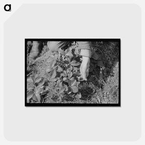 アートポストカード-Picking Strawberries in Ponchatoula
 - ラッセル リー Postcard.
