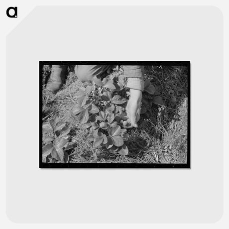 アートポストカード-Picking Strawberries in Ponchatoula
 - ラッセル リー Postcard.