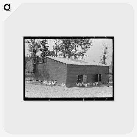 アートポストカード-Chicken Coop, Sabine Farms
 - ラッセル リー Postcard.