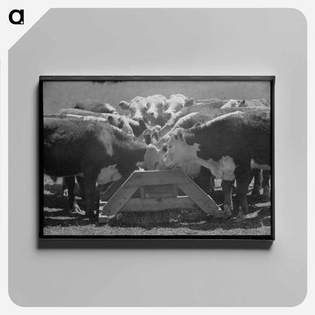 アートパネル-Yearling Steers at Salt Trough
 - ラッセル リー Canvas.